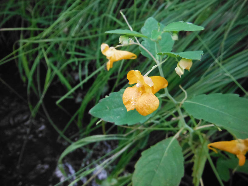 Spotted touch-me-not on the banks of the Pine