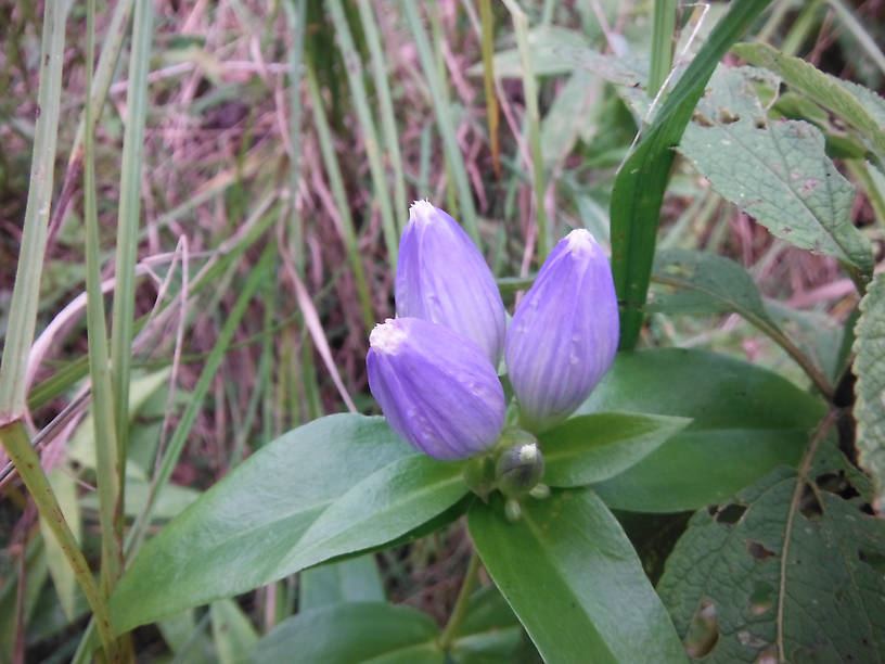 Bottle gentian (Gentiana andrewsii)...