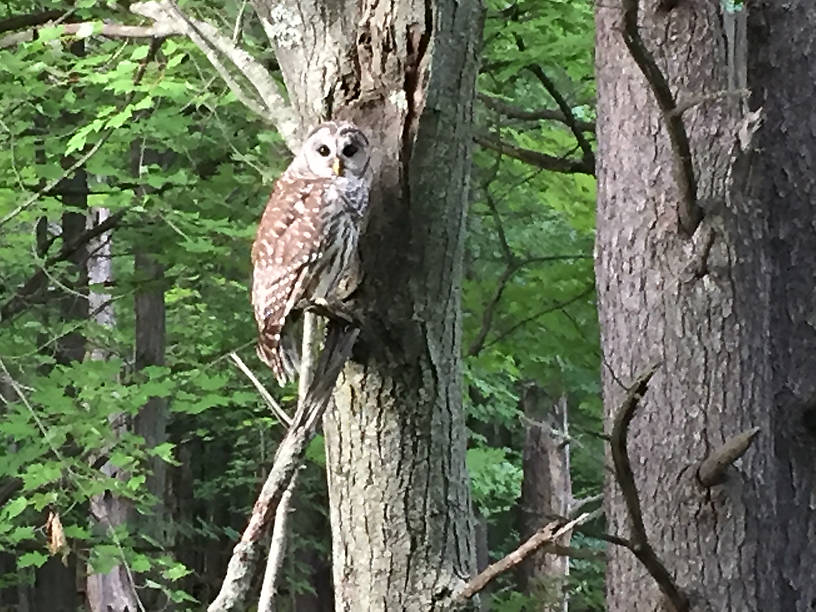 Barred Owl MN