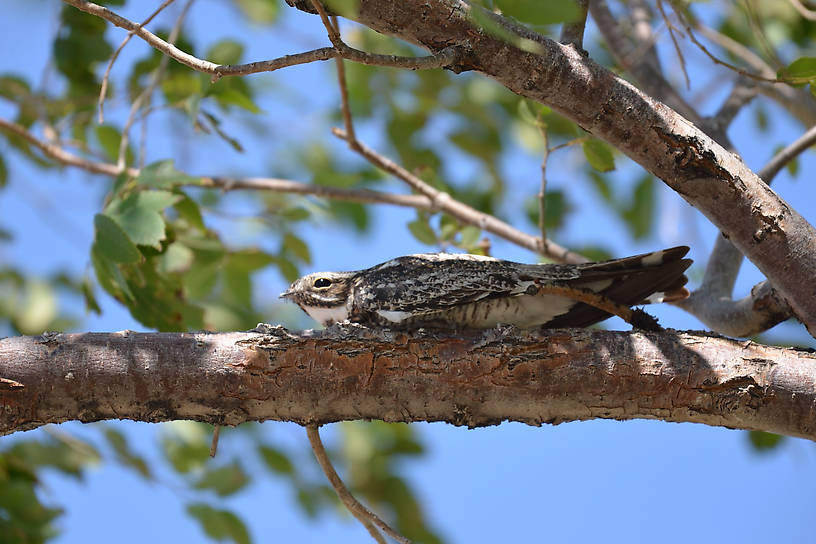 Common Nighthawk Antelope Island Utah