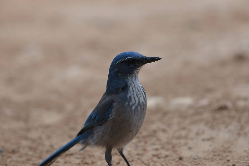 Western Scrub Jay