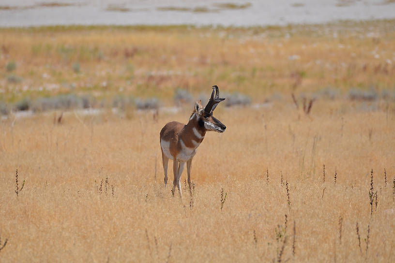 Antelope on Antelope Island