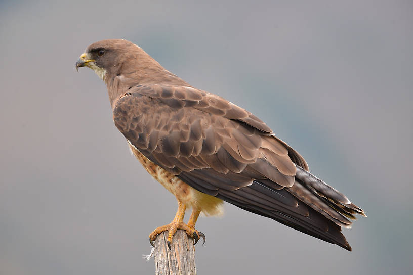 Swainson's Hawk Montana