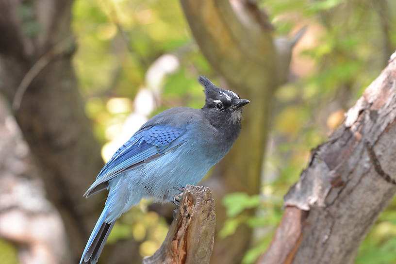 Stellar Jay