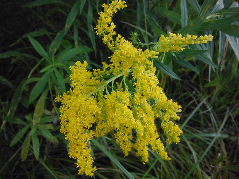 Goldenrods are in peak bloom around here right now