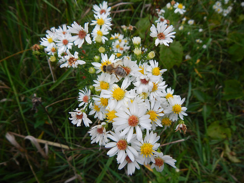 Glad to see a honeybee on asters