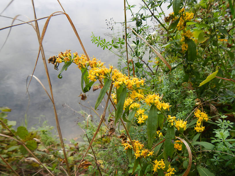 Still quite a few goldenrods blooming in the woods