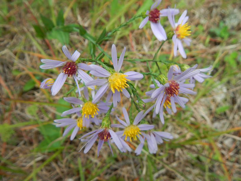 Blue asters are everywhere