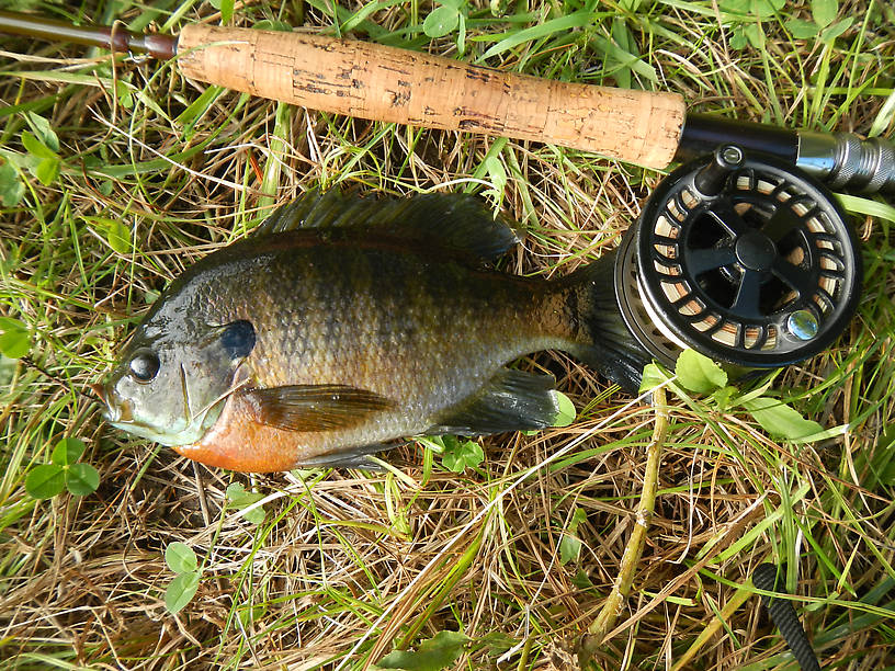 Finally some fishies!  Big fat colorful bluegill from Clark's Marsh