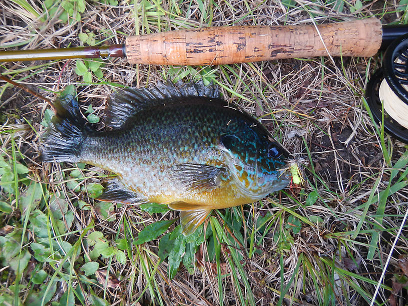 Serious rod-benders!  Beautiful male pumpkinseed or pumpkinseed x green hybrid