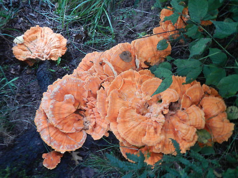 I've never seen this much at one time!  There must have been 50-60 pounds of this stuff coming out of a half-dead oak tree, brought home 4 1/2 lbs, made up for a (nearly) fishless day!