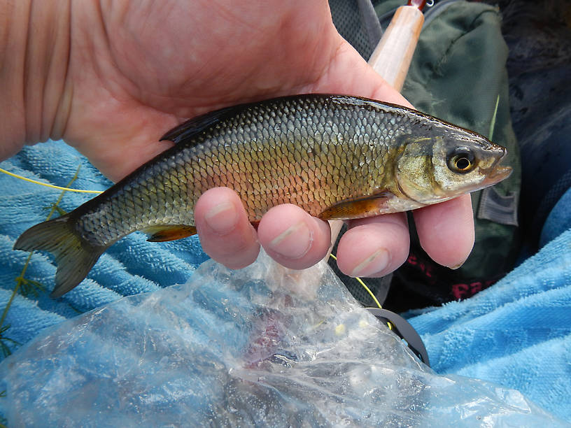 Muskie bait??  Biggest freakin' golden shiner I've ever seen in my life, bent the rod too!