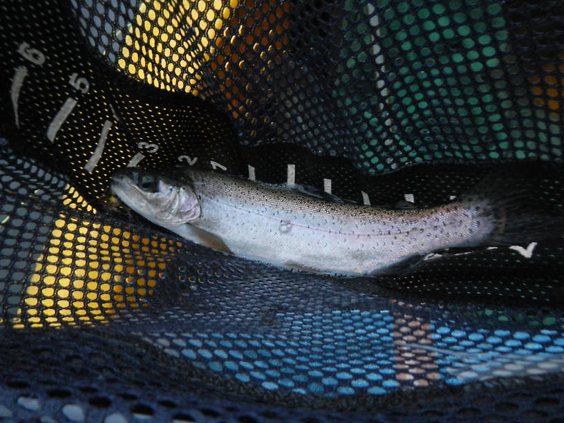 Last and best of the trip, just an inch shy of the frying pan - hit the fly while I was reeling in