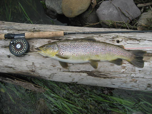 I kept this fish for my wife.  The 2nd trout I killed in twenty years on the WB. When I cleaned this brown it had FOUR undigested, freshly swallowed, alewives in it's stomach and two partially digested alewives in it's intestine.  Talk about gluttony! 