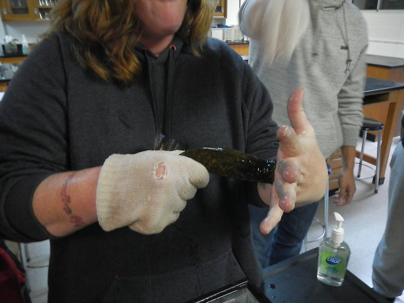 Hey, it's STUCK TO ME!!  (Fortunately, lampreys don't bite people)