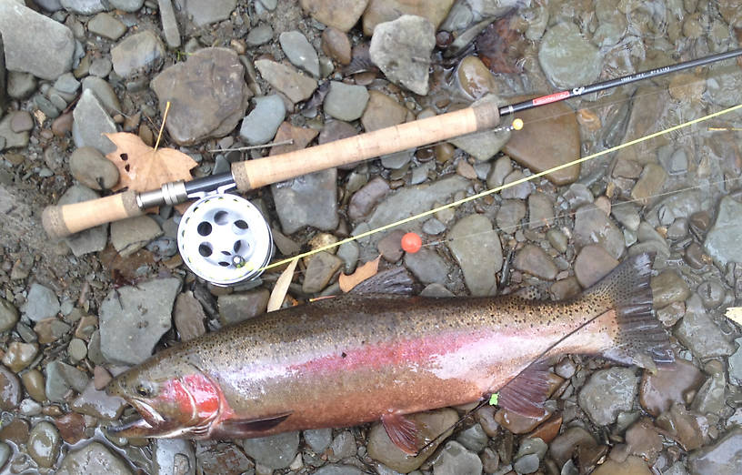 Very colored up PA steelhead - mid November