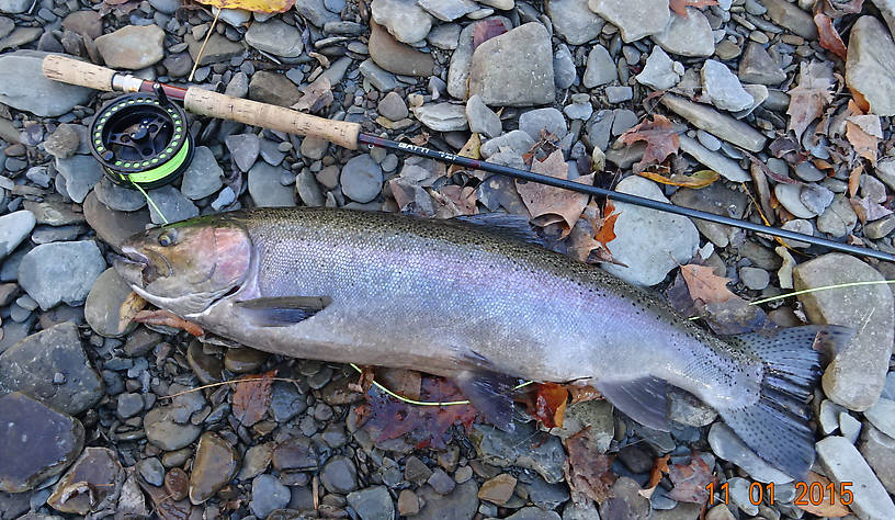 28" dark Hen caught about an hour after the 27" male above.  What an awesome day!  Both fish put me way into the backing and I had to chase them down river.  Both were landed about 100 yards from where they were hooked. Like to give me a freaking heart attack.