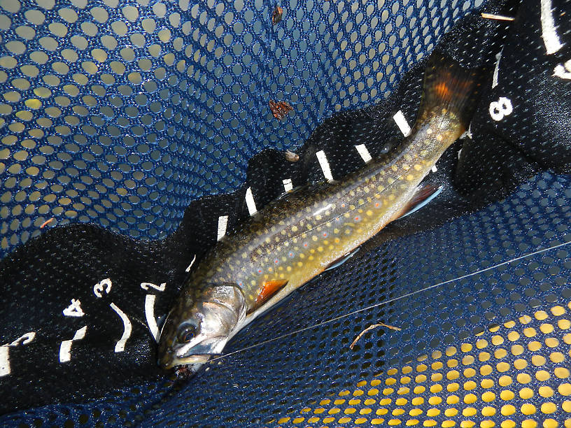 First trout of the year!  First fish of the day, too