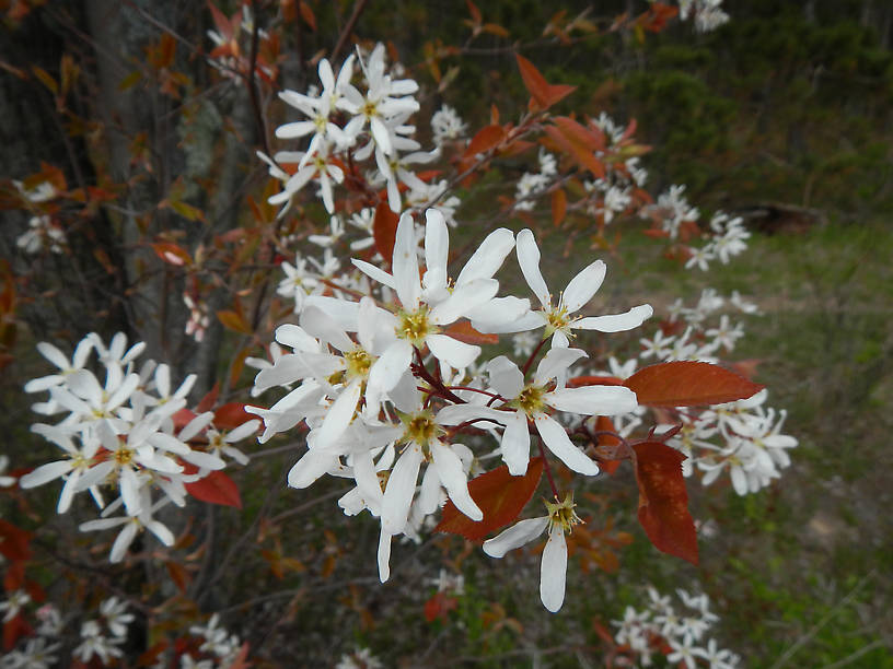 Serviceberries in bloom along the Au Sable