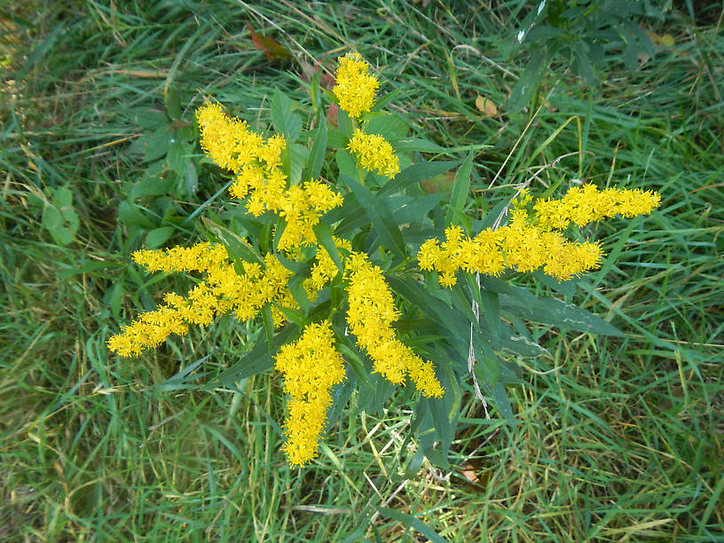 Our goldenrods are in peak bloom - fields of gold everywhere!