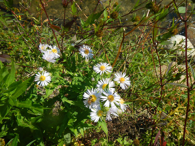 So are our asters - complete with honeybee