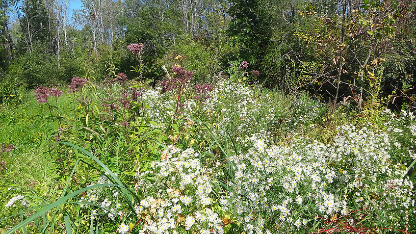 The beautiful blooming banks of the Pine