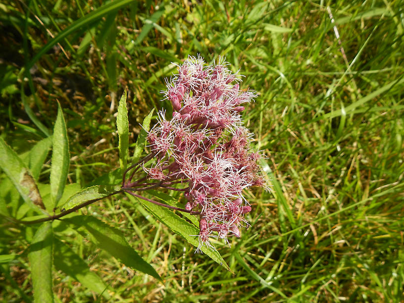 Joe-pye-weed, and yes, Joe has this growing in his garden