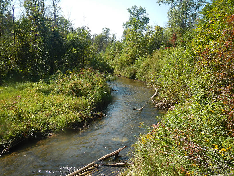 Lunker structure on the Pine - run a hopper right next to that!