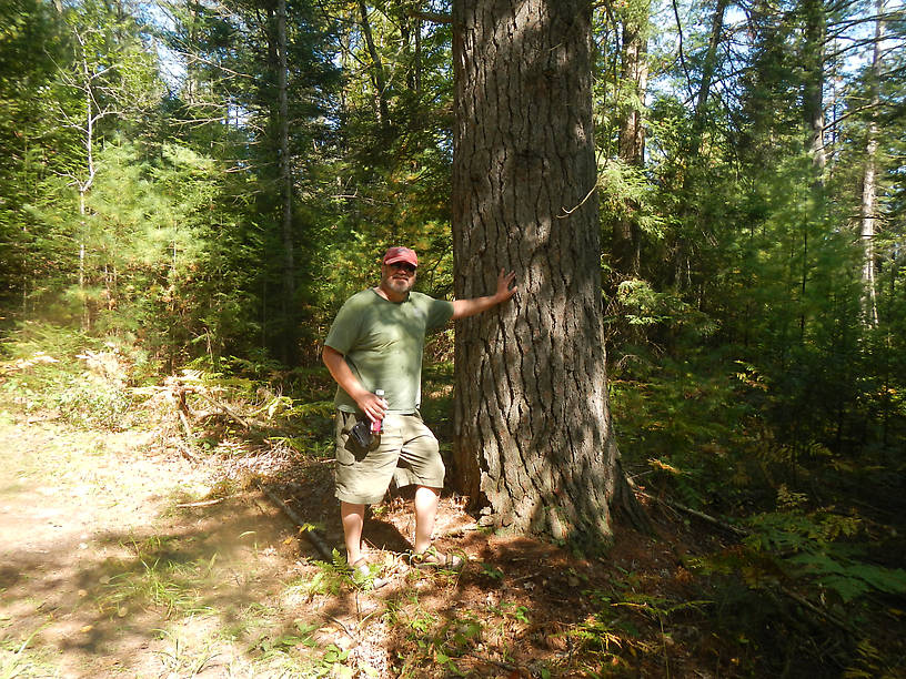 Massive eastern white pine, near... the Pine!