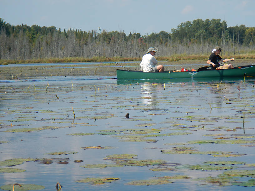 These lily pads were full of boils and swirls as we paddled through