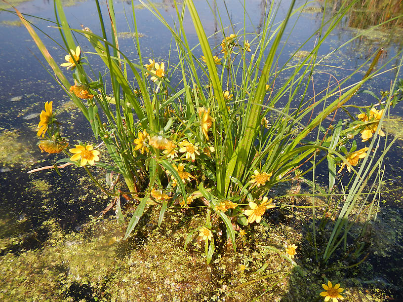 Wildflower bouquet in the middle of the marshlands (Bidens sp., possibly beckii?)