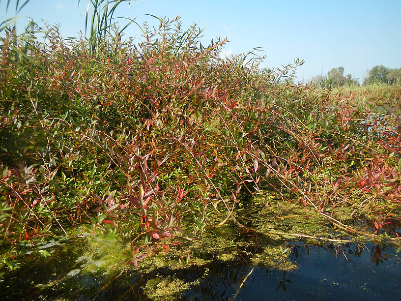 Whorled loosestrife (Decodon verticellatus), a beautiful native relative of the evil purple loosestrife