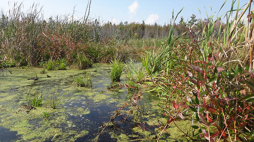 Major habitat - this place sees a LOT of bird activity at various times, including bald eagles, trumpeter swans, blue herons, pileated woodpeckers, wood ducks, hooded mergansers, yellow-rumped warblers...