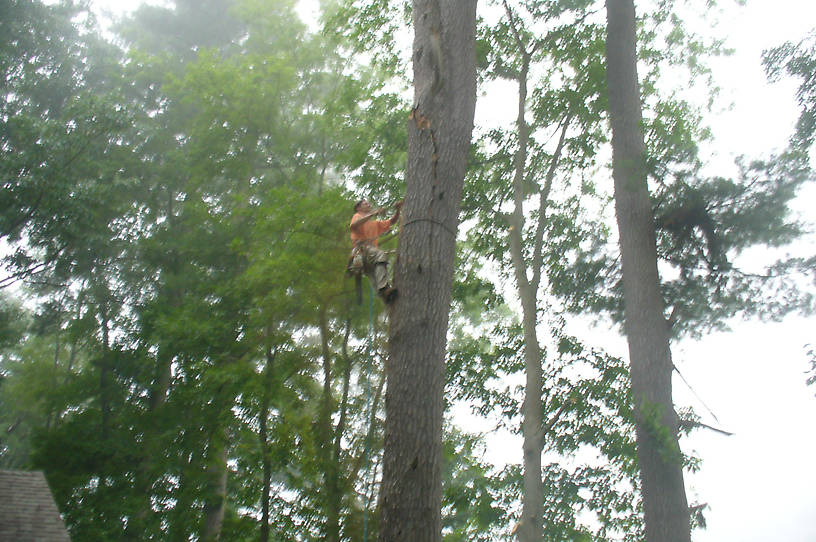 One quarter of the way up - See the crack in the middle of the trunk?? It was huge and the tree could of split at any moment and more than likely fallen in the river.  Then it would of been my responsibility to get it out.  The river is just 20' to the right of the split tree.  There would of been about 120' of huge pine tree and branches in the WB of the Delaware.