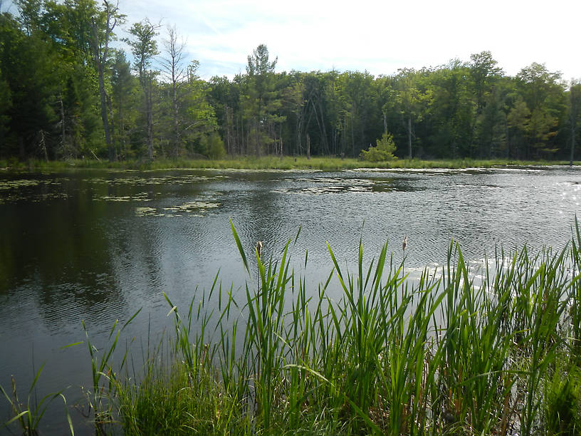 A hidden treasure of the Huron NF - and I can walk here from home!