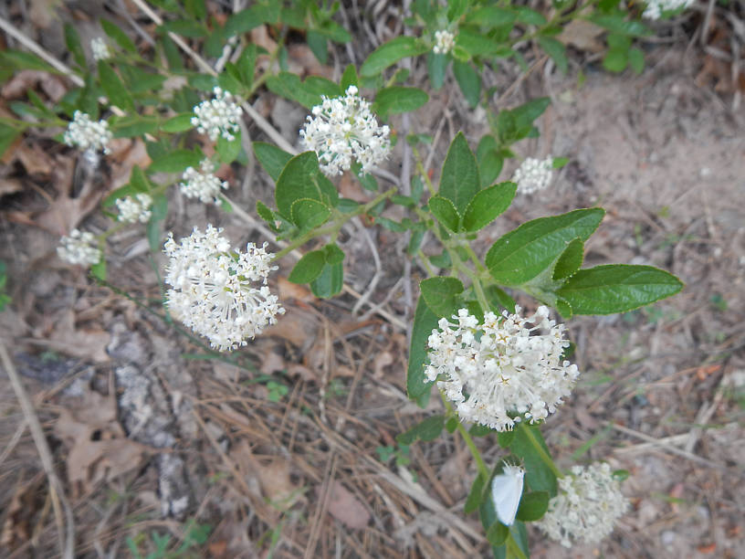 ...along with New Jersey tea (Ceanothus americanus)