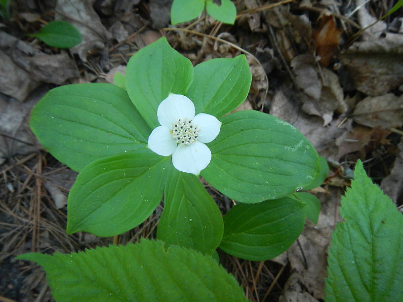 Dwarf dogwood or bunchberry, Cornus canadensis