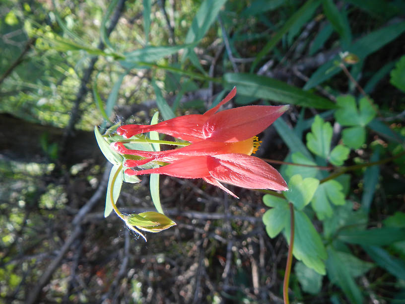 Wild columbine, Aquilegia canadensis