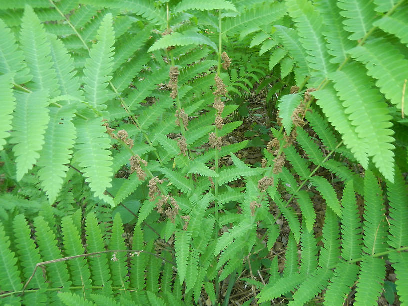 Close-up on the fertile pinnules