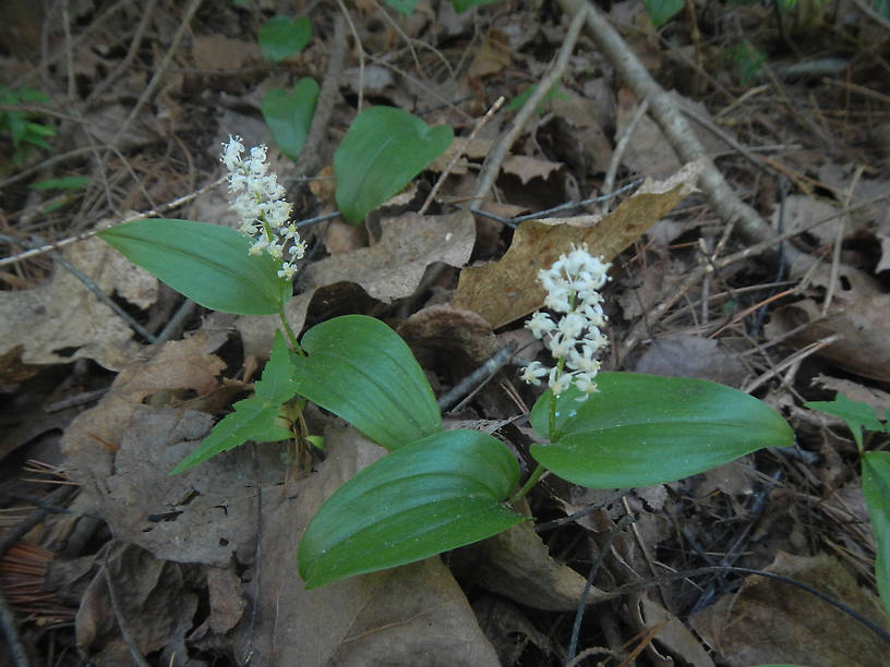 Canada mayflower, Maianthemum canadense