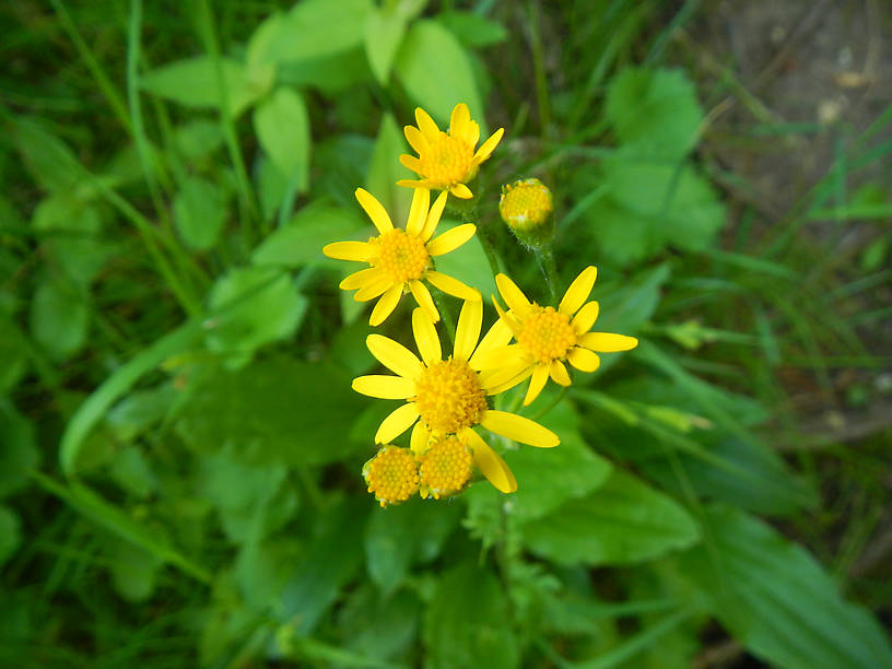 Golden ragwort, Senecio aureus