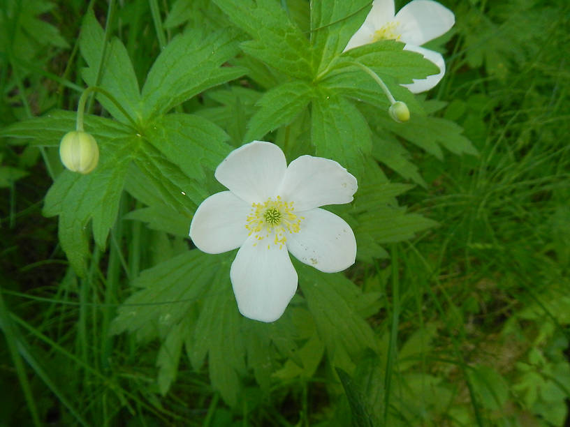 Canada anemone, Anemone canadensis