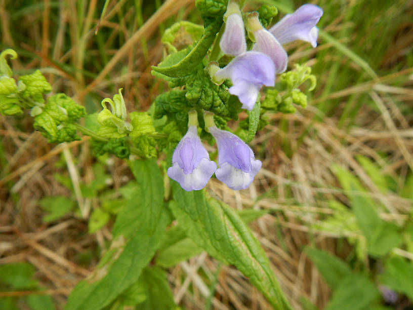 Skullcap (Scutellaria sp.) growing on the bank