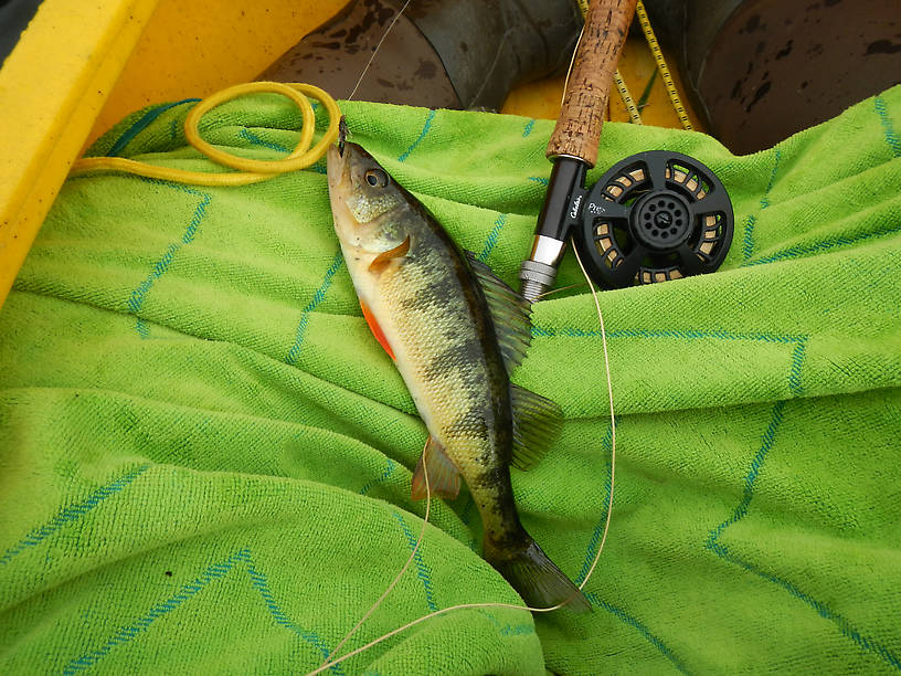 I even caught a few fish!  The big guy of the night - he's still swimming because none of his buddies wanted to come out and play