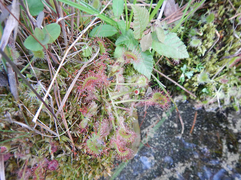 Roundleaf sundew (Drosera rotundifolia) - a genuine carnivorous plant, in the same family as Venus flytraps