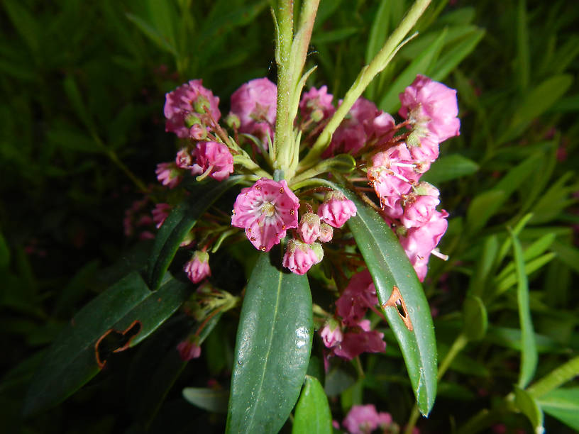 Bog laurel (Kalmia angustifolia) - this place has a lot of bog vegetation