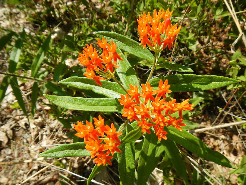 It's milkweed season!  Butterfly weed, Asclepias tuberosa