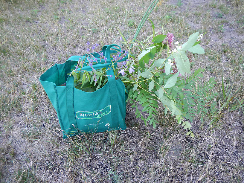 Bag-o'-plants for tomorrow's botany exams