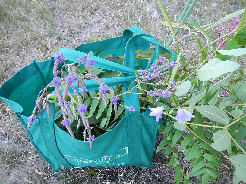 Blue vervain (Verbena hastata) and harebell (Campanula rotundifolia)