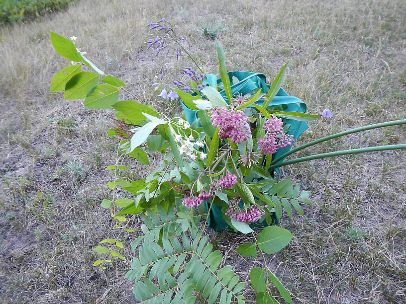 Swamp milkweed (Asclepias incarnata) and spreading dogbane (Apocynum androsaemifolium)